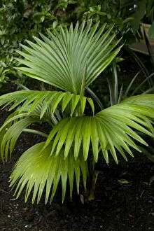 Palm Gallery: Pritchardia elliptica