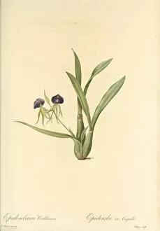 Prosthechea cochleata (aka. Cockleshell orchid, black orchid, clamshell orchid, octopus orchid), 1802-1816