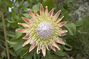 Glass House Gallery: Protea cynaroides