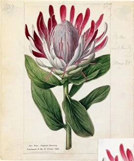 Botanical Art Collection: Protea formosa, R.Br. (Crown-flowered Protea)