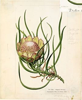 19th Century Gallery: Protea laevis, R.Br. (Smooth Protea)