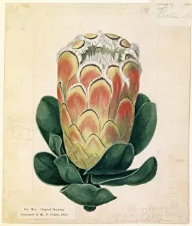 Botanical Art Collection: Protea speciosa (L. ) L. (Splendid Protea)