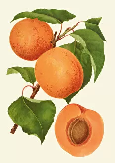 Early 20th Century Collection: Prunus armeniaca, 1910
