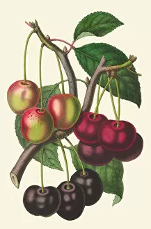 Brightly Coloured Gallery: Prunus avium, 1853