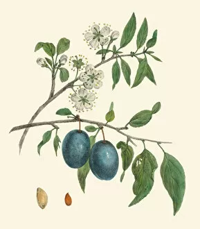 Botanical Drawing Gallery: Prunus domestica, 1820