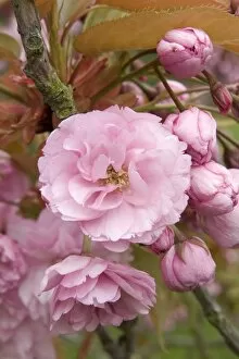 Flowers Collection: Prunus kanzan