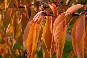 Autumn Colour Collection: Prunus Matsumae Amayadori