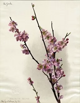 Watercolor Gallery: Prunus mume