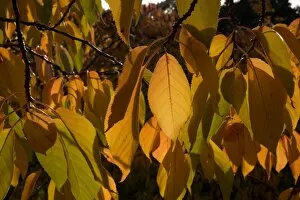 Autumn Leaves Gallery: Prunus Tai Haku