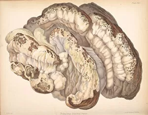 Illustration Collection: Pseudoinonotus dryadeus, 1847-1855