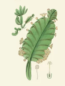 Hand Coloured Gallery: Pseudorhipsalis alata, 1828