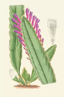 Curtiss Botanical Magazine Collection: Pseudorhipsalis amazonica, 1919