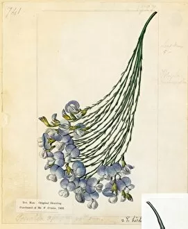 Botanical Art Gallery: Psoralea aphylla, Jacq. ( Leafless Psoralea)
