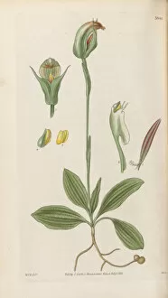 Orchids Collection: Pterostylis curta (Blunt greenhood), 1831