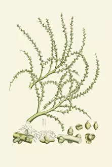 Von Martius Gallery: Ptychosperma elegans, 1823-53