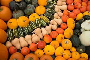 Plants and Fungi Gallery: Pumpkins