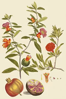 Flowering Collection: Punica granatum, 1791