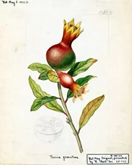 Edible Plants Gallery: Punica granatum, L. (Common Pomegranate), 1817