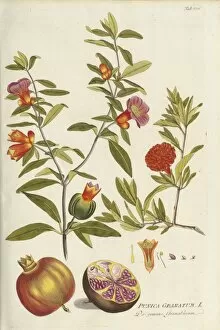 Watercolor Gallery: Punica granatum, pomegranate