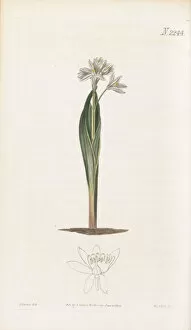Botanical Art Gallery: Puschkinia scilloides, 1821