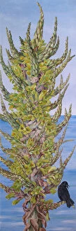 Marianne North Collection: Puya chilensis (Chilli), 1880s