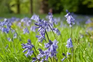 Bluebells Gallery: Queen Charlotes cottage Grounds