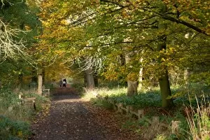 Autumn Colour Gallery: Queens cottage grounds in Autumn