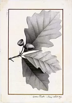 19th Century Gallery: Quercus discolor