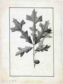 Botanical Art Collection: Quercus lyrata