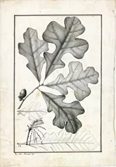 Botanical Art Gallery: Quercus obtusiloba, 1795-1800