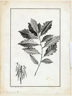 Botanical Art Collection: Quercus prinus