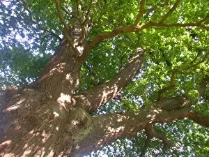 Close-ups Collection: Quercus robur