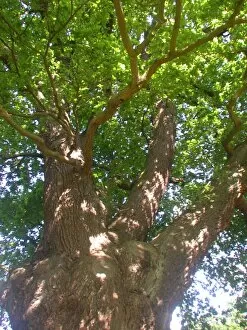 Trunk Gallery: Quercus robur