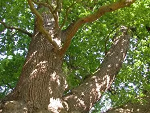 Close-ups Gallery: Quercus robur