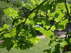 Close-ups Collection: Quercus robur