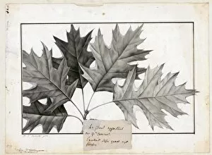 North America Gallery: Quercus rubra (Q. borealis, American red oak)