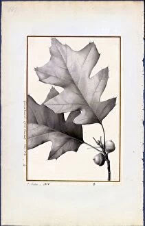 Economic Botany Collection: Quercus tinctoria (Black oak, Q.velutina)