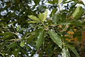Endangered plants Gallery: Quercus xalapensis