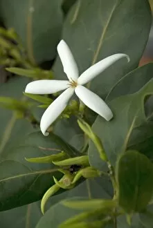 White Flower Gallery: Ramosmania, rodriguesii