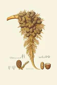 Botanical Drawing Gallery: Raphia taedigera, 1823-53