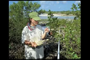 Botanist Collection: RBG Kew expedition to the British Virgin Islands, 2000