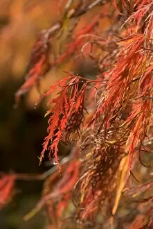 Red Acer leaves