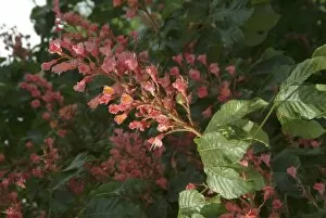 Close-ups Gallery: red horse chestnut