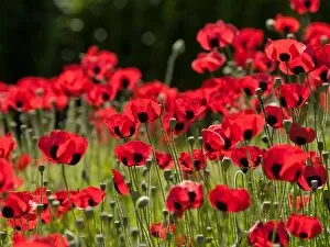 Red Flowers Collection: Red Poppies