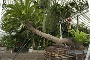 Repotting the oldest potplant in the world at Kew Gardens
