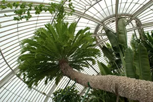 Trees and Shrubs Gallery: Repotting the oldest potplant in the world at Kew Gardens