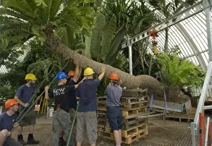 Images Dated 29th July 2009: Repotting the oldest potplant in the world at Kew Gardens