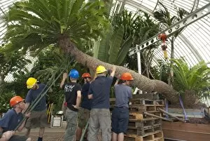In the gardens Collection: Repotting the oldest potplant in the world at Kew Gardens