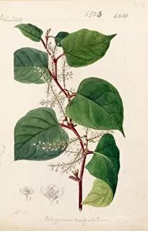 Botanical Art Gallery: Reynoutria japonica, 1880