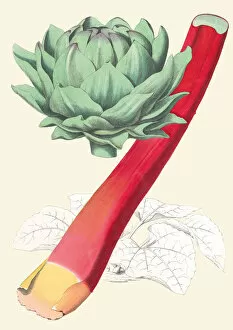 Vegetable Gallery: Rheum officinale, 1863